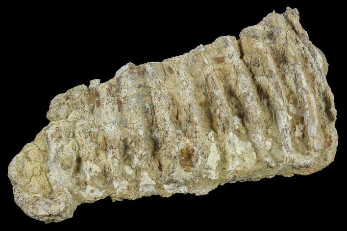 Fossil Hadrosaur Maxilla (Upper Jaw) Section - Texas #116513